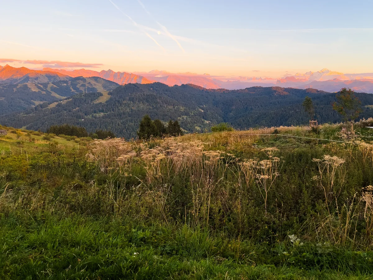 Evening alpenglow on the peaks seen from Mont Caly above Les Gets, wild meadow in the foreground
