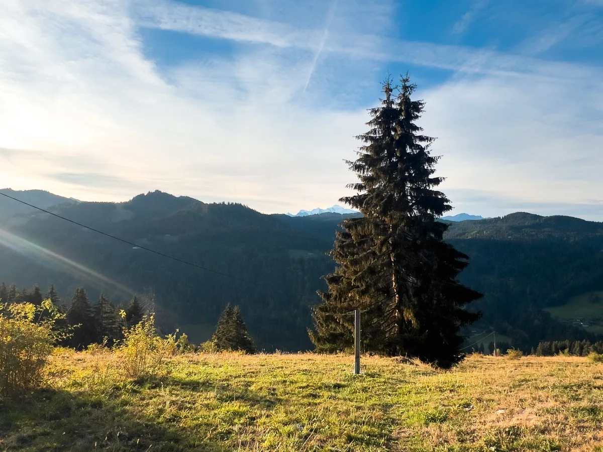 Un grand sapin dans une prairie alpine et des sommets enneigés à l’horizon