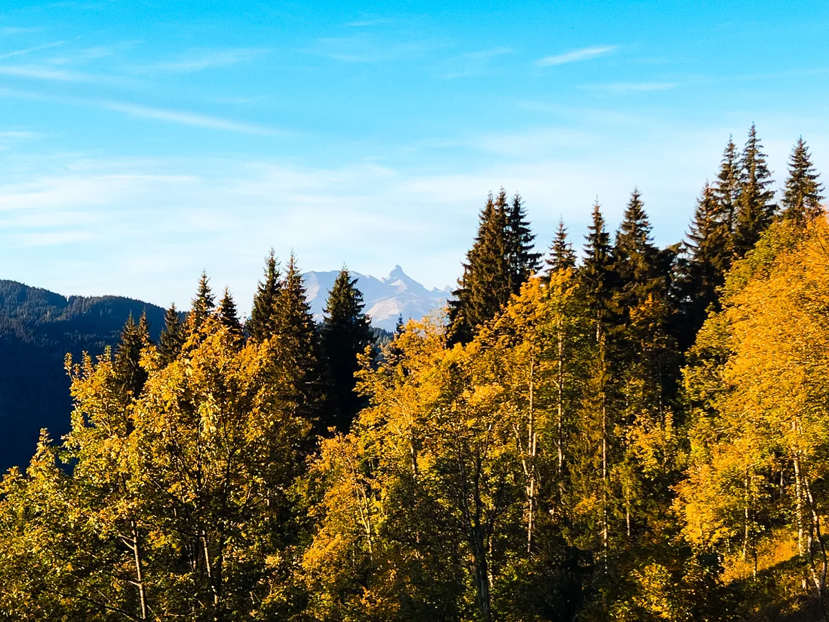 Arbres dorés d'automne et sapins sombres sous un ciel bleu, avec un sommet lointain en arrière-plan.